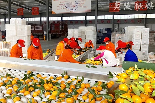 湖北星翔农产品专业合作社联社